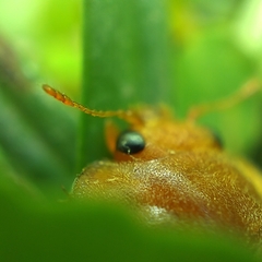 Epilachna tredecimnotata