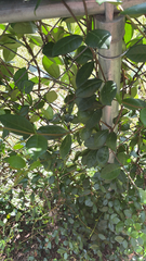 Trachelospermum asiaticum