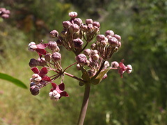 Asclepias cordifolia