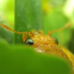 Epilachna tredecimnotata