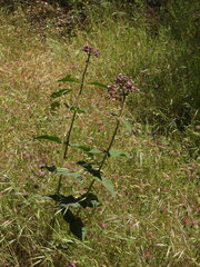 Asclepias cordifolia