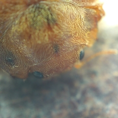 Epilachna tredecimnotata