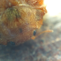 Epilachna tredecimnotata