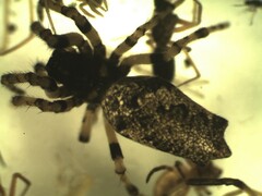 Cyclosa oculata