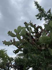 Opuntia streptacantha