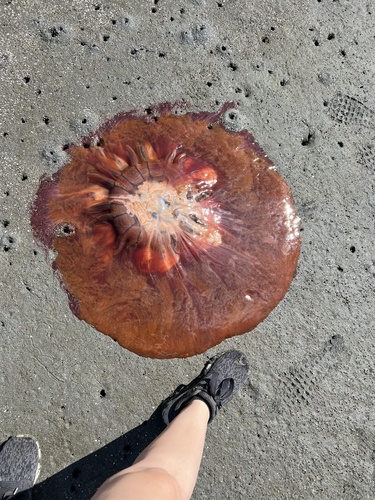 Pacific Lion's Mane Jelly, photo 3 of 10