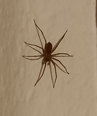 Tegenaria domestica