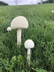 Saproamanita