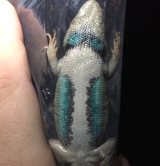 Sceloporus consobrinus