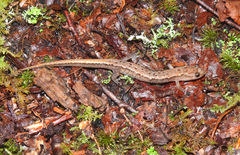 Desmognathus orestes