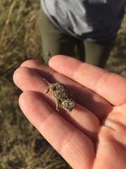 Phrynosoma cornutum