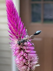 Eremnophila aureonotata