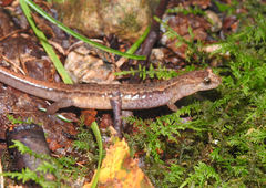 Desmognathus orestes
