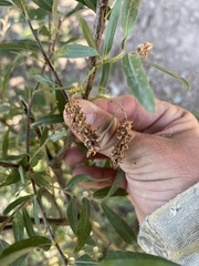 Populus angustifolia