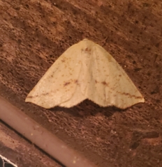 Neoterpes edwardsata