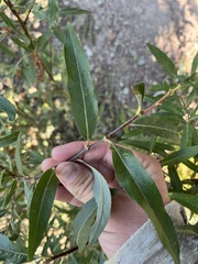 Populus angustifolia