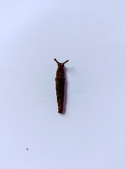 Nymphalidae