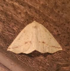 Neoterpes edwardsata