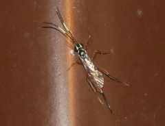 Mesostenus thoracicus