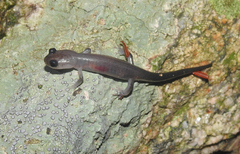 Plethodon montanus