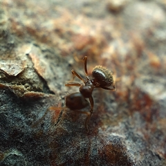 Brachymyrmex