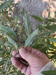 Populus angustifolia