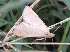 Achyra nudalis