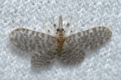 Nallachius americanus