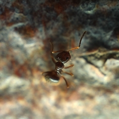 Brachymyrmex