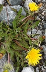 Taraxacum ceratophorum