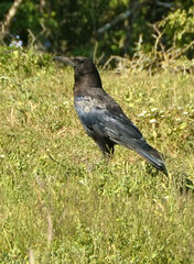 Corvus capensis
