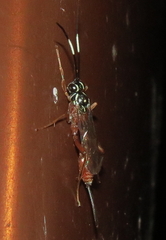 Mesostenus thoracicus