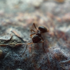 Brachymyrmex
