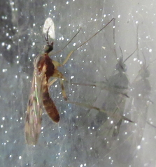 Sylvicola