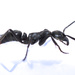 Matebele Ant - Photo (c) Rion Lerm, some rights reserved (CC BY-NC), uploaded by Rion Lerm