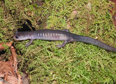 Plethodon montanus