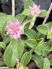 Gomphrena