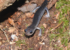 Plethodon montanus