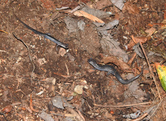 Plethodon montanus