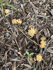 Leratiomyces percevalii