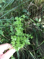 Galium asprellum