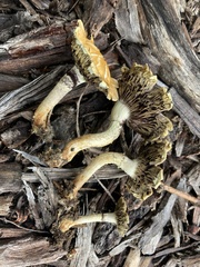 Leratiomyces percevalii