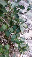 Chionanthus virginicus