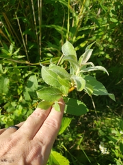 Salix cordata
