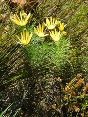 Euryops abrotanifolius