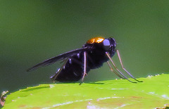 Chrysopilus thoracicus