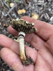 Leratiomyces percevalii