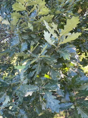 Quercus x macdanielii, photographed by an iNaturalist contributor