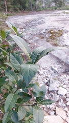 Chionanthus virginicus