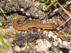 Desmognathus orestes